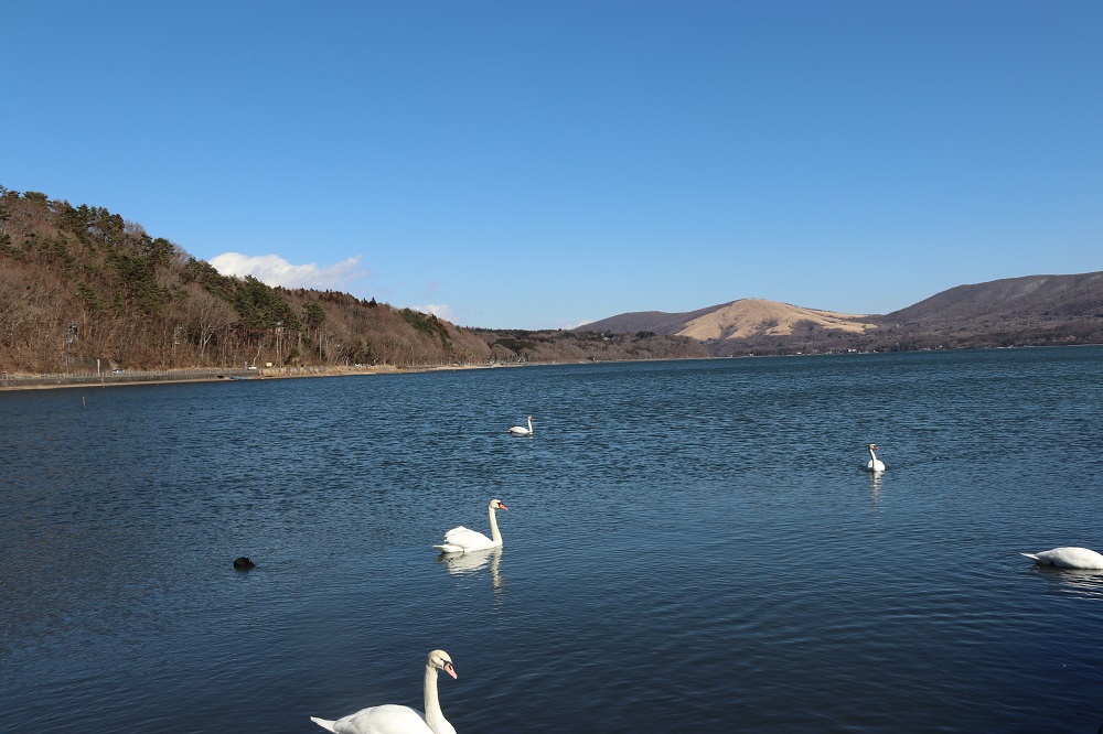 three white swans